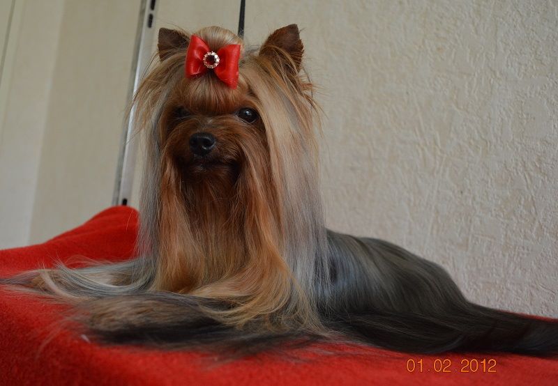 Mélodie d'amour pour sissi De L'eden Argente