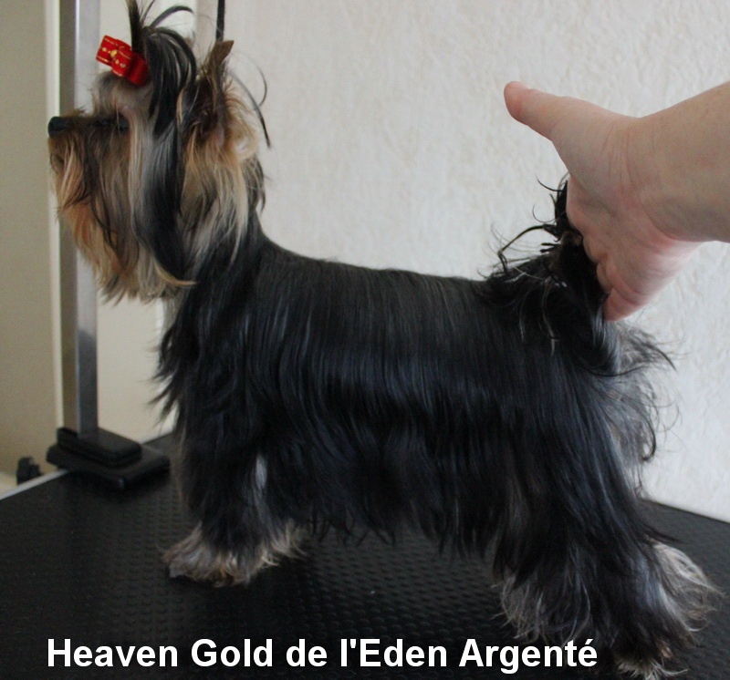 Heaven gold De L'eden Argente