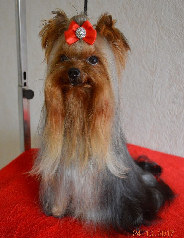 Mélodie d'amour pour sissi De L'eden Argente