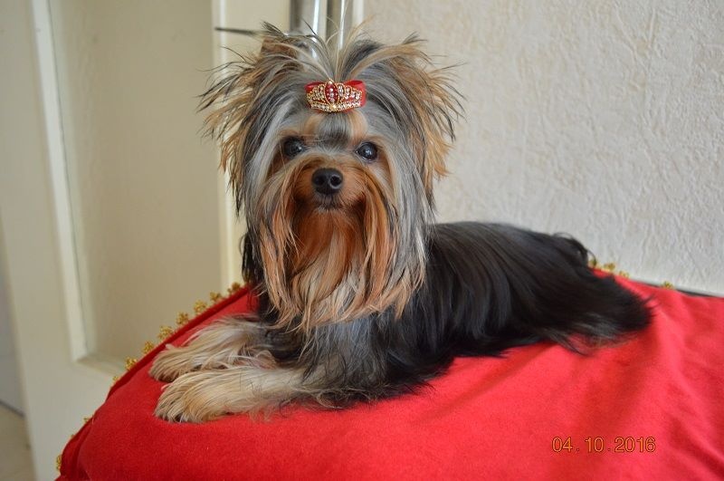 Mélodie d'amour pour sissi De L'eden Argente