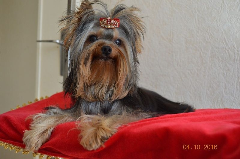 Mélodie d'amour pour sissi De L'eden Argente