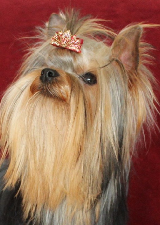 De L'eden Argente - Splendide petite femelle de 10 mois disponible