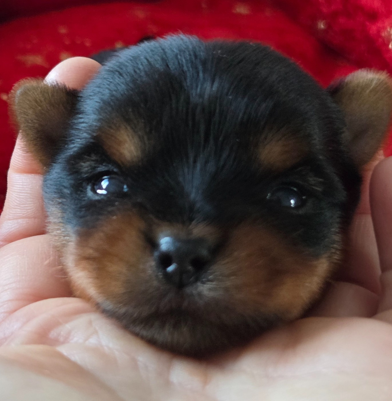 De L'eden Argente - Chiots disponibles - Yorkshire Terrier