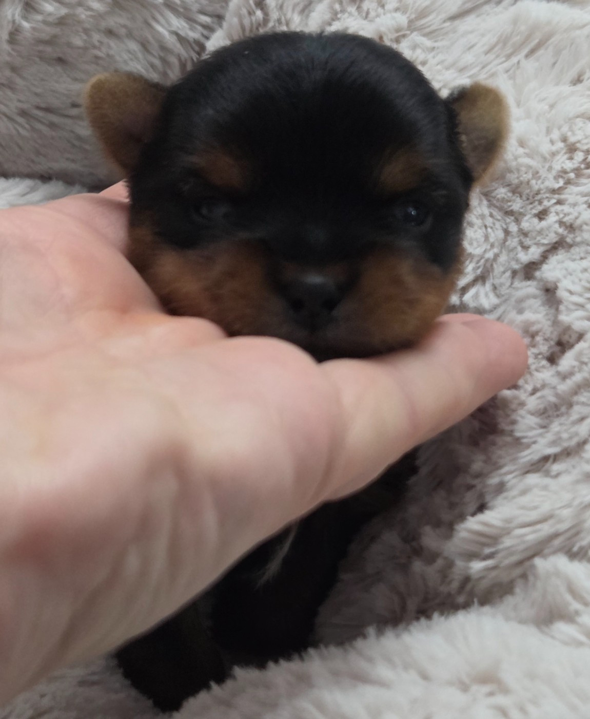 Chiot Yorkshire Terrier De L'eden Argente