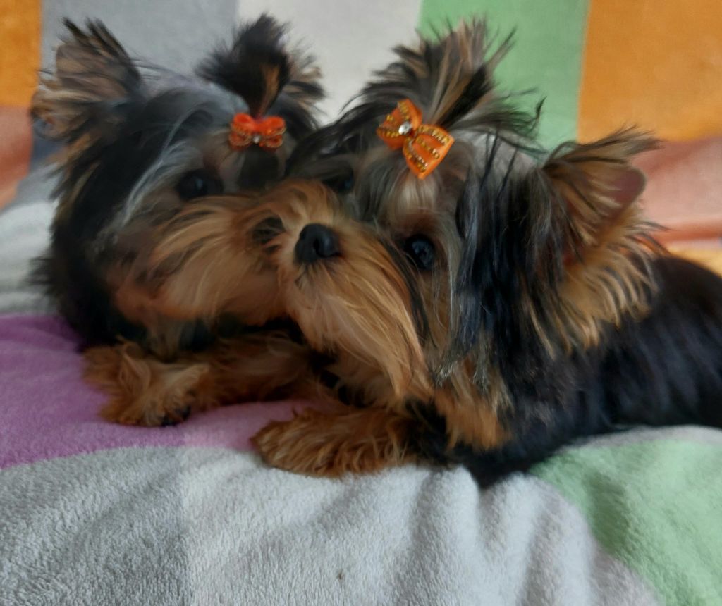 Chiot Yorkshire Terrier De L'eden Argente
